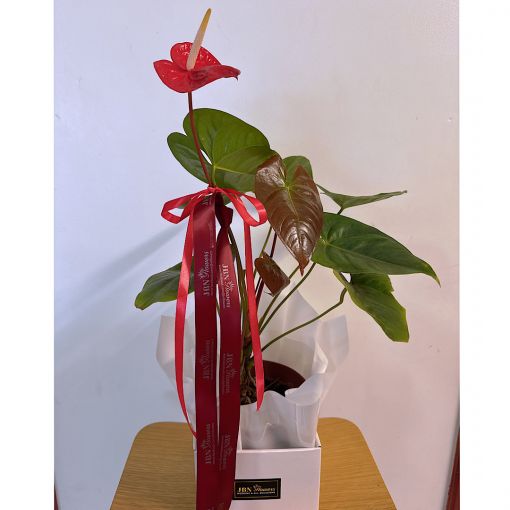 Anthurium Plant 