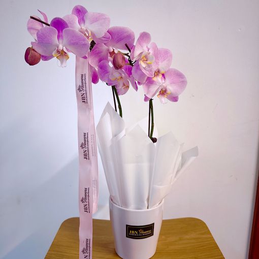 Phalaenopsis Orchid Plant 1