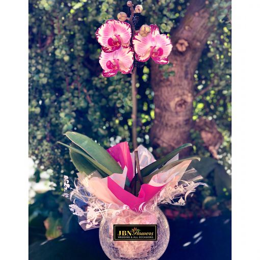 Phalaenopsis Orchid Plant 1