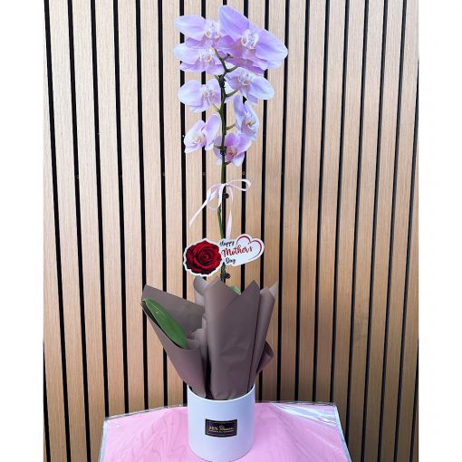 Phalaenopsis Orchid Plant 1