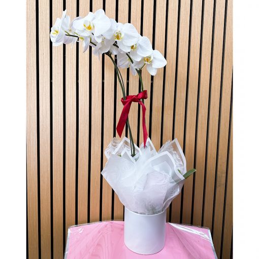 White Phalaenopsis Orchid Plant with Ceramic Pot