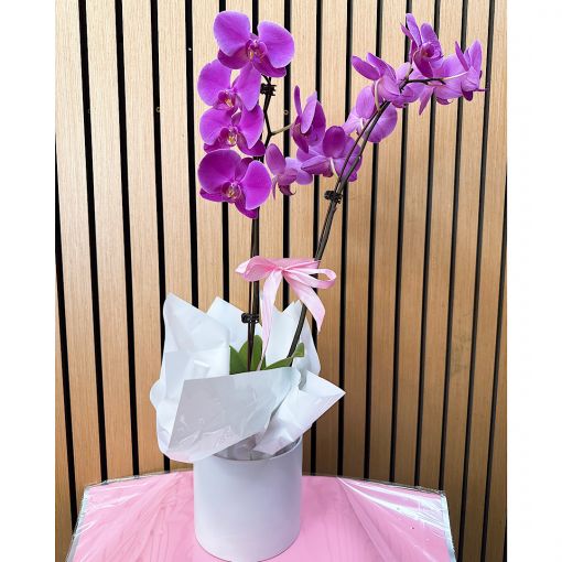 Purple Phalaenopsis Orchid Plant 