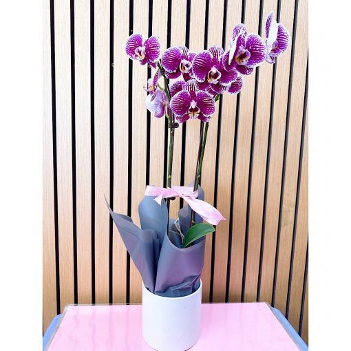Patterned Phalaenopsis Orchid Plant 
