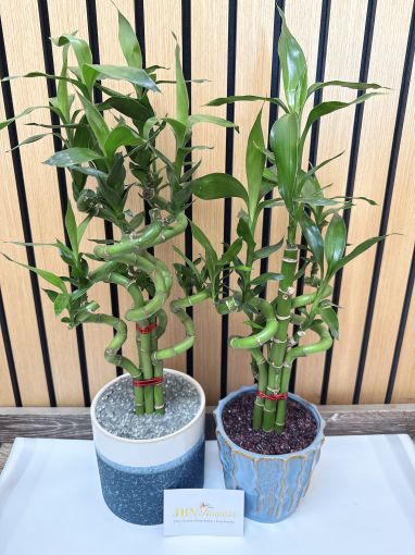 Lucky Bamboo Curved