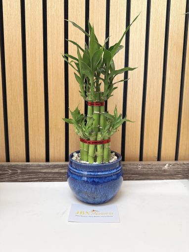 Lucky Bamboo 2 tiers M