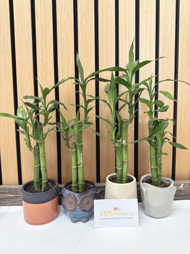 Lucky Bamboo 2st
